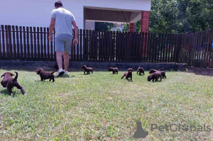 Dodatkowe zdjęcia: Labrador Retriever, miot czekoladowo-brązowy