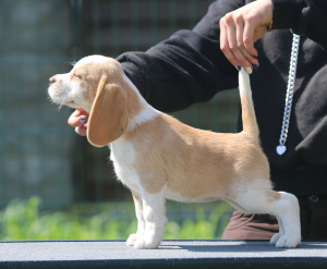Zdjęcie №1. beagle (rasa psa) - na sprzedaż w Mińsk | 2723zł | Zapowiedź №2898