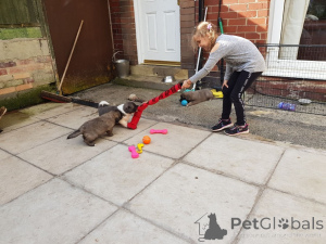Zdjęcie №4. Sprzedam owczarek kaukaski w Kopenhaga. prywatne ogłoszenie, hodowca - cena - 3588zł