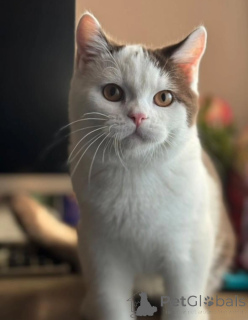 Zdjęcie №1. kot brytyjski krótkowłosy - na sprzedaż w Asch | negocjowane | Zapowiedź № 155692