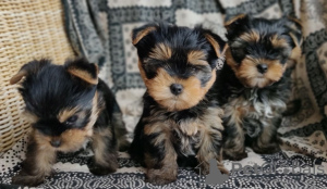 Zdjęcie №3. Zdrowe szczenięta Yorkshire Terrier do adopcji. Niemcy