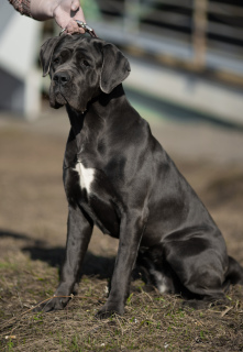 Zdjęcie №2 do zapowiedźy № 2979 na sprzedaż  cane corso - wkupić się Federacja Rosyjska prywatne ogłoszenie