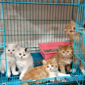 Zdjęcie №1. perskie - na sprzedaż w Bochum | negocjowane | Zapowiedź № 167314