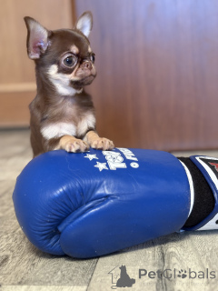 Zdjęcie №1. chihuahua (rasa psów) - na sprzedaż w Mińsk | 3348zł | Zapowiedź №165368