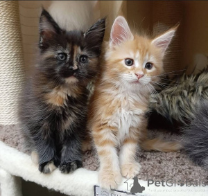 Zdjęcie №3. Sibirische Kätzchen zu adoptieren.. Niemcy