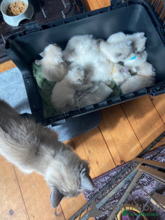 Zdjęcie №2 do zapowiedźy № 148561 na sprzedaż  ragdoll - wkupić się Niemcy hodowca