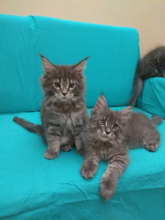 Dodatkowe zdjęcia: Maine Coon Kittens