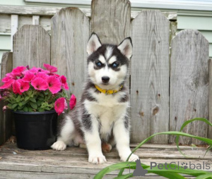 Zdjęcie №1. husky syberyjski - na sprzedaż w Berlin | negocjowane | Zapowiedź №169209