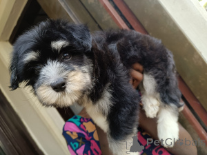 Zdjęcie №4. Sprzedam lhasa apso w Huachi Chico. prywatne ogłoszenie - cena - Bezpłatny