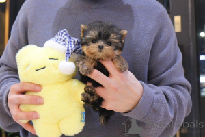 Zdjęcie №1. pies nierasowy - na sprzedaż w Ohio | negocjowane | Zapowiedź №163955