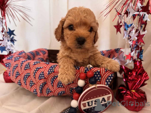 Zdjęcie №1. maltipu - na sprzedaż w Berlin | 4305zł | Zapowiedź №149824