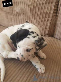 Zdjęcie №2 do zapowiedźy № 164865 na sprzedaż  dalmatyńczyk - wkupić się Belgia prywatne ogłoszenie, hodowca