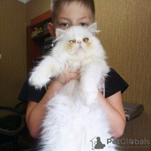 Zdjęcie №3. Sprzedam kocięta perskie rasowe. Ukraina