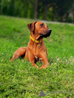 Zdjęcie №4. Sprzedam rhodesian ridgeback w Kraków. prywatne ogłoszenie, hodowca - cena - 7893zł