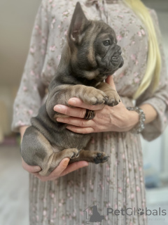 Zdjęcie №4. Sprzedam buldog francuski w Innsbruck. prywatne ogłoszenie - cena - negocjowane