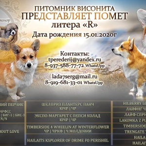 Zdjęcie №2 do zapowiedźy № 5419 na sprzedaż  pies nierasowy - wkupić się Federacja Rosyjska prywatne ogłoszenie