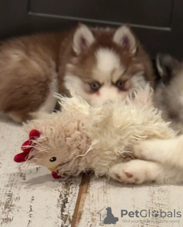 Zdjęcie №4. Sprzedam szpic miniaturowy w Амстердам. hodowca - cena - 1674zł