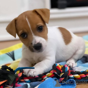 Zdjęcie №1. jack russell terrier - na sprzedaż w Aylesbury | negocjowane | Zapowiedź №170491