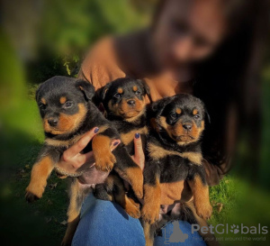 Zdjęcie №1. rottweiler - na sprzedaż w Гамбург | 1465zł | Zapowiedź №42255