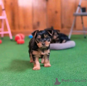 Zdjęcie №4. Sprzedam yorkshire terrier w Darmstadt. hodowca - cena - 1196zł