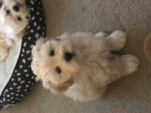 Zdjęcie №1. shih tzu - na sprzedaż w Зальцбург | Bezpłatny | Zapowiedź №135498