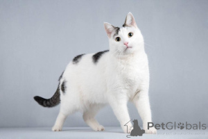 Zdjęcie №2 do zapowiedźy № 161803 na sprzedaż   - wkupić się Federacja Rosyjska od żłobka