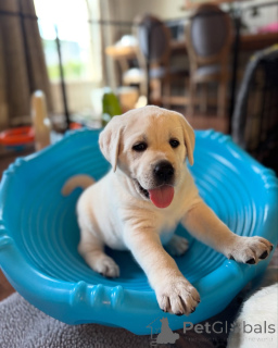 Zdjęcie №3. Urocze KC zarejestrowane Labrador Puppies gotowe do kochania domów. Wielka Brytania