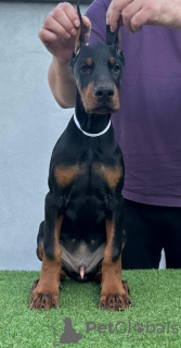 Zdjęcie №3. Doberman szczenięta. Serbia