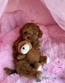 Zdjęcie №1. pies nierasowy - na sprzedaż w Berlin | negocjowane | Zapowiedź №160058