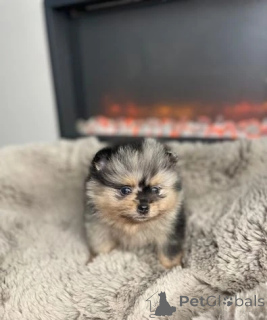 Zdjęcie №4. Sprzedam szpic miniaturowy w North Sydney. hodowca - cena - 1674zł