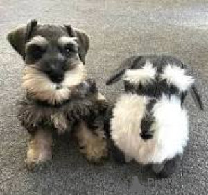 Zdjęcie №2 do zapowiedźy № 166114 na sprzedaż  sznaucer miniaturowy - wkupić się Wielka Brytania prywatne ogłoszenie, hodowca