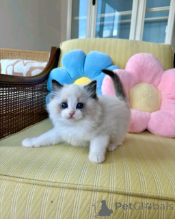 Zdjęcie №2 do zapowiedźy № 138846 na sprzedaż  ragdoll - wkupić się Niemcy prywatne ogłoszenie, hodowca