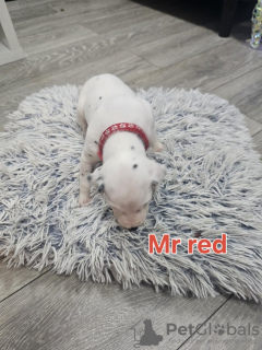 Zdjęcie №3. Dalmatiner Zu Verkaufen. Niemcy