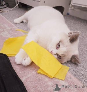 Zdjęcie №1. kot brytyjski krótkowłosy - na sprzedaż w Badenheim | 1100zł | Zapowiedź № 147276