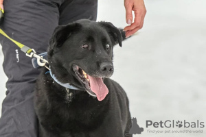 Zdjęcie №4. Sprzedam pies nierasowy w Москва.  - cena - Bezpłatny