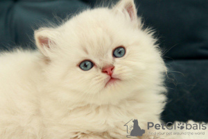 Zdjęcie №2 do zapowiedźy № 51379 na sprzedaż  kot brytyjski długowłosy - wkupić się Ukraina od żłobka