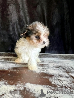 Zdjęcie №1. yorkshire terrier biewer - na sprzedaż w Флорида Сити | 5083zł | Zapowiedź №139005