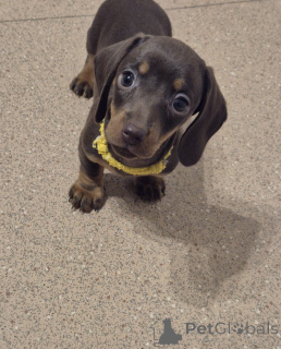 Zdjęcie №1. pies nierasowy - na sprzedaż w Vienna | 1148zł | Zapowiedź №137196