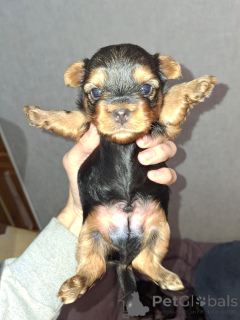 Zdjęcie №2 do zapowiedźy № 155995 na sprzedaż  yorkshire terrier biewer, bichon frise, yorkshire terrier, maltańczyk, maltipu, szpic miniaturowy, pudel (krasnolud), pudel (royal), pudel (zabawka) - wkupić się Finlandia prywatne ogłoszenie, od żłobka