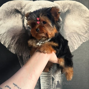 Zdjęcie №2 do zapowiedźy № 175425 na sprzedaż  yorkshire terrier - wkupić się Litwa prywatne ogłoszenie, hodowca