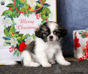 Zdjęcie №4. Sprzedam shih tzu w Штутгарт.  - cena - negocjowane