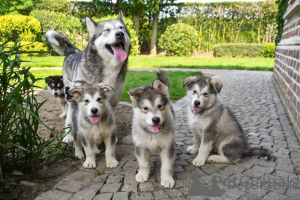 Zdjęcie №1. alaskan malamute - na sprzedaż w Tampere | Bezpłatny | Zapowiedź №175135