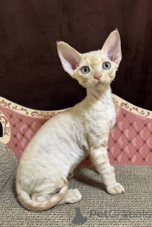 Zdjęcie №1. kot cornish rex - na sprzedaż w Roskilde | negocjowane | Zapowiedź № 173117