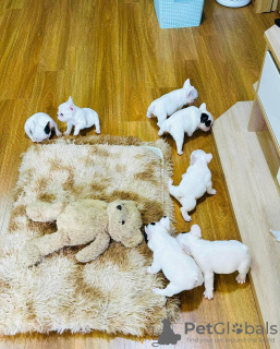 Zdjęcie №3. Sprzedaż i adopcja szczeniąt buldoga francuskiego. Niemcy