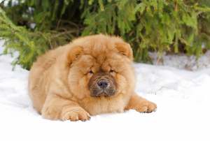 Zdjęcie №3. Chow chow. Federacja Rosyjska