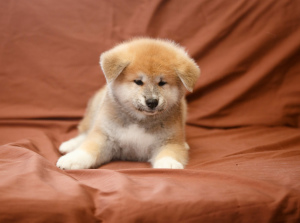 Zdjęcie №2 do zapowiedźy № 5100 na sprzedaż  akita (rasa psa) - wkupić się Federacja Rosyjska hodowca