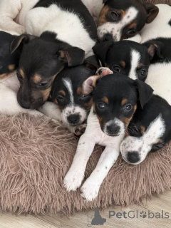 Zdjęcie №4. Sprzedam jack russell terrier w Manchester. prywatne ogłoszenie, hodowca - cena - 4305zł