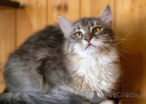 Zdjęcie №2 do zapowiedźy № 150996 na sprzedaż   - wkupić się Federacja Rosyjska prywatne ogłoszenie