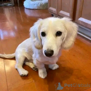 Zdjęcie №1. jamnik - na sprzedaż w Helsinki | 2631zł | Zapowiedź №164547