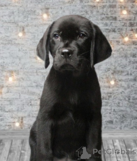 Zdjęcie №3. Wspaniałe labradory. Ukraina